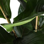 Goed & Groen - FIcus Lyrata - ↨ 110cm - Potmaat 24 - Exclusieve Kwaliteit Planten - Kamer Plant - Kamerplanten - Sfeer - Interieur