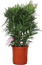 Nerium Oleander XXL - Oleander Rood - Rode bloemen - Pot ⌀ 30cm - Hoogte 80-100cm