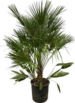 Trendyplants - Chamaerops Humilis - Hoogte 150-170 cm - Europese Dwergpalm - Winterhard - Tuinplant - Potmaat Ø28cm