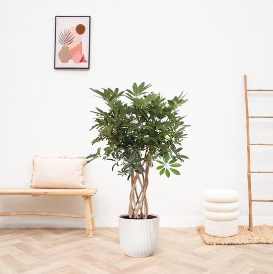 Schefflera Arboricola Compacta gevlochten stam - 140cm