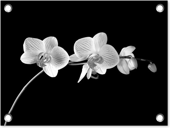 Tuin decoratie Orchidee - Bloemen - Zwart - Roze - Knoppen - 40x30 cm - Tuindoek - Buitenposter