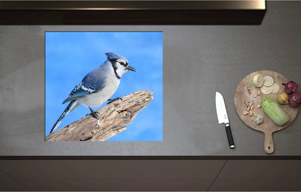 Inductieplaat Beschermer - Blauwe Gaai Vogel zittend op Tak - 59x55 cm - 2 mm Dik - Inductie Beschermer - Bescherming Inductiekookplaat - Kookplaat Beschermer van Zwart Vinyl