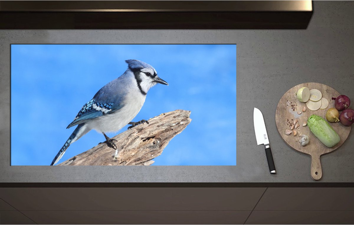 Inductieplaat Beschermer - Blauwe Gaai Vogel zittend op Tak - 95x52 cm - 2 mm Dik - Inductie Beschermer - Bescherming Inductiekookplaat - Kookplaat Beschermer van Zwart Vinyl
