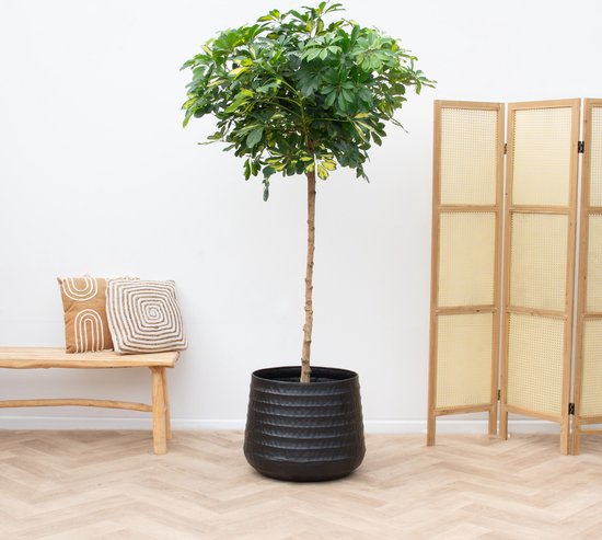 Schefflera Gold Capella op stam - 210cm