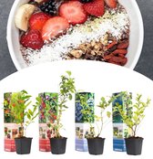 NatureNest - Vitamine planten mix - 1x Gojibes, 1x Honingbes, 1x Blauwe bes, 1x Granaatappel - 4 stuks - 30-38 cm