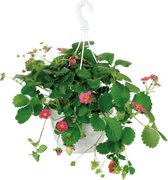 Des plants de fraises dans un pot suspendu de 15 cm, idéal pour le balcon ou dans le jardin! Potager