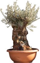 Olijfboom 'Bonsai' decoschaal 90- 100 cm totaalhoogte