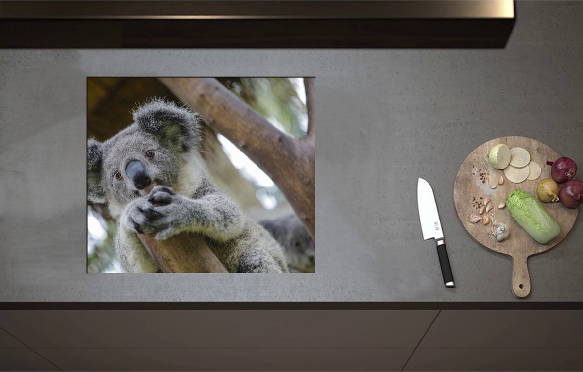 Inductieplaat Beschermer - Australische Koala in een Boom - 59x51 cm - 2 mm Dik - Inductie Beschermer - Bescherming Inductiekookplaat - Kookplaat Beschermer van Wit Vinyl