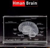 3D glazen blok - verpleegkundige cadeau/ dokter cadeau/ geneeskunde cadeau Kristal Interne Lasergravure Brein menselijke hersenen, anatomisch model, lasergravure, in kristalglas, kubus, geschenk (Inclusief zwart verlichte kristallen voet)