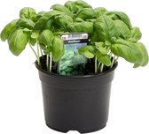 Trendyplants - Basilicum plant - Kamerplant - Hoogte 20-30 cm - Potmaat Ø12cm