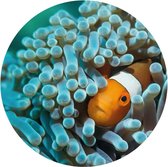 WallArt Behangcirkel Nemo the Anemonefish 142,5 cm