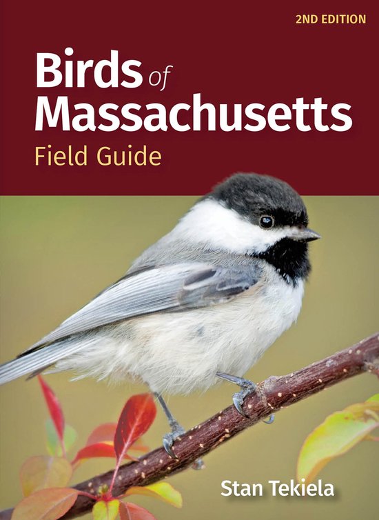 Bird Identification Guides- Birds of Massachusetts Field Guide
