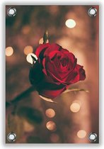 Tuinposter Rode Roos 40x60cm- Foto op Tuinposter (wanddecoratie voor buiten en binnen)