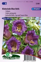 Sluis Garden - Klokwinde Blue Bells (Cobaea scandens)