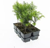 Haagplant Venijnboom - 2 Strekkende Meter - 12 Stuks - P9 - Taxus baccata