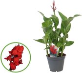 Plantenboetiek.nl | Canna Kreta - Ø17cm - 75cm hoog - Tuinplant