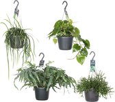 Plantenboetiek.nl | Hangende Groenparels | 4 stuks - Ø17cm - 30-50cm hoog - Kamerplant - Groenblijvend - Multideal
