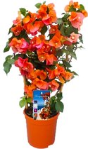 Plant in a Box - Bougainvillea 'Dania' - Bougainvillea op Rek - Oranje bloemen - Klimplant - Tuinplant - Pot 17cm - Hoogte 50-60cm