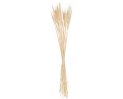 J-Line droogbloemen - bundel gedroogde Tarwe - riet - ecru