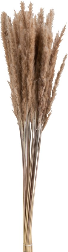 J-Line Droogbloemen - Bundel Pennisetum- gedroogd gras - bruin