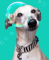 DWAM Dog with a Mission Halsband Hond – Hondenhalsband – Dierenprint Blauw – XXL – Leer – Halsomvang tussen 55-65 x 4 cm – Zara