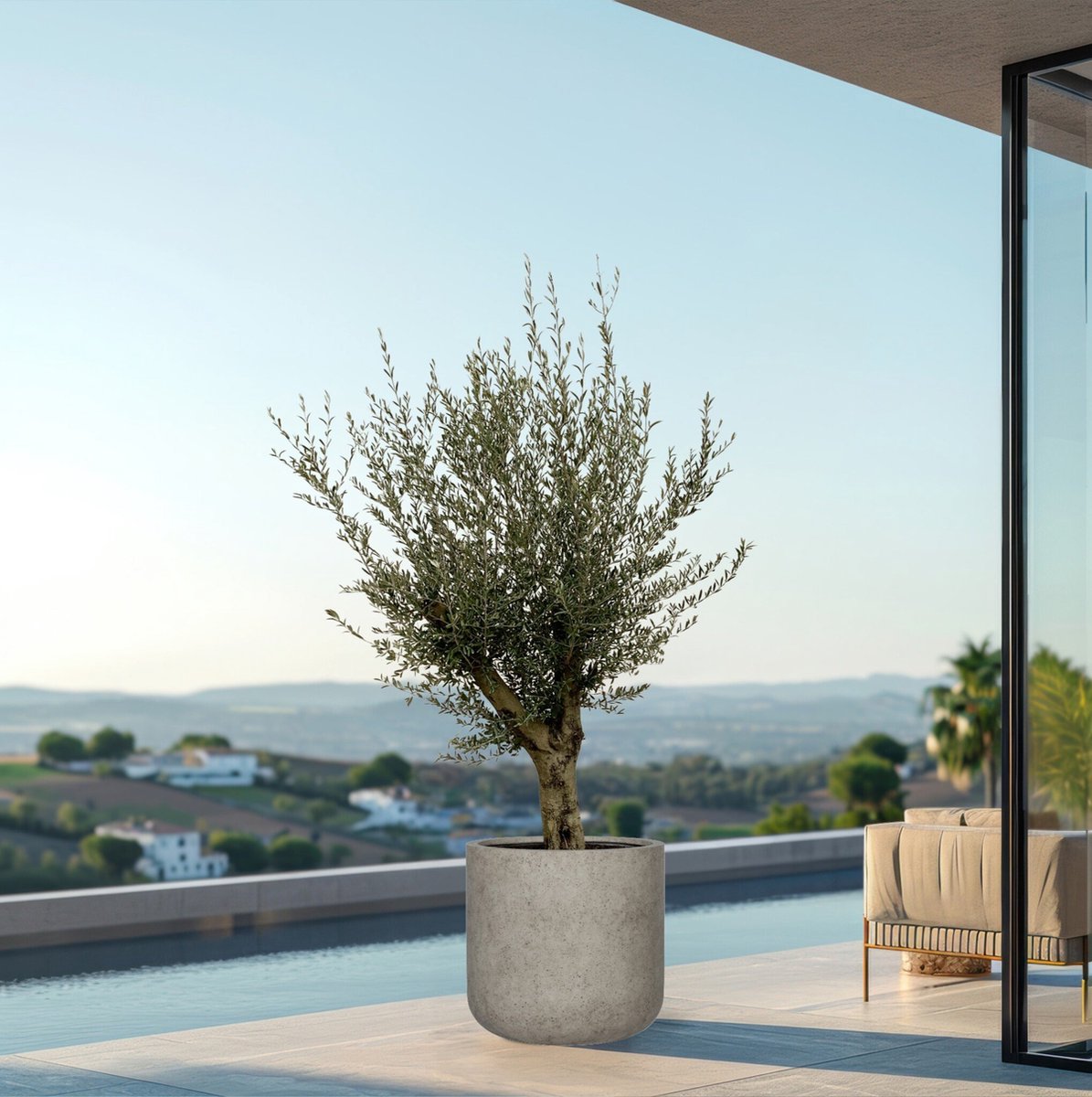 Green Bubble Olijfboom Olea Europaea Lorc vertakt inclusief pot Charlie beige washed 225cm