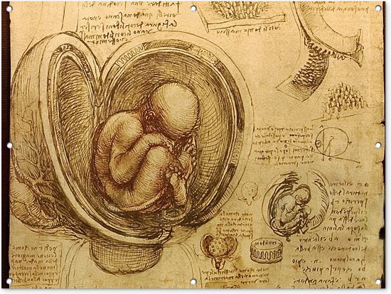 Baby in the womb - Leonardo da Vinci - Tuindoek