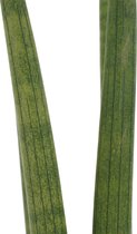The Green Corner - Sansevieria Cylindrica in Anna sierpot (wit) (2 stuks) - Hoogte 35cm - Diameter 12cm