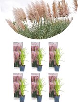 6x Cortaderia selloana 'Rosea' – Pampasgras – Siergrassen – Winterhard – ⌀9 cm - 15-20 cm