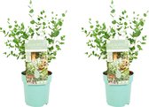 Bloomique - Set van 2 - Eucalyptus Parvifolia - Eucalyptus Plant - Tuinplanten - Winterhard - ⌀15 cm - 25-45 cm