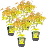 4x Acer palmatum 'Orange Dream' - Japanse Esdoorn - Heester - Winterhard - ⌀10,5 cm - 25-30 cm