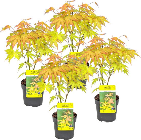 Foto: 4x acer palmatum orange dream japanse esdoorn heester winterhard 10 5 cm 25 30 cm