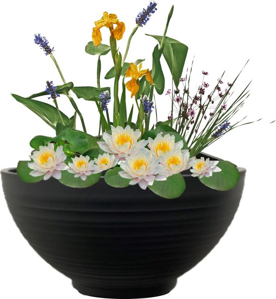 vdvelde.com - Mini Vijver Schaal met Planten Set - Wit - Complete set - 15 planten - Kunststof schaal Ø 40 x H 20 cm