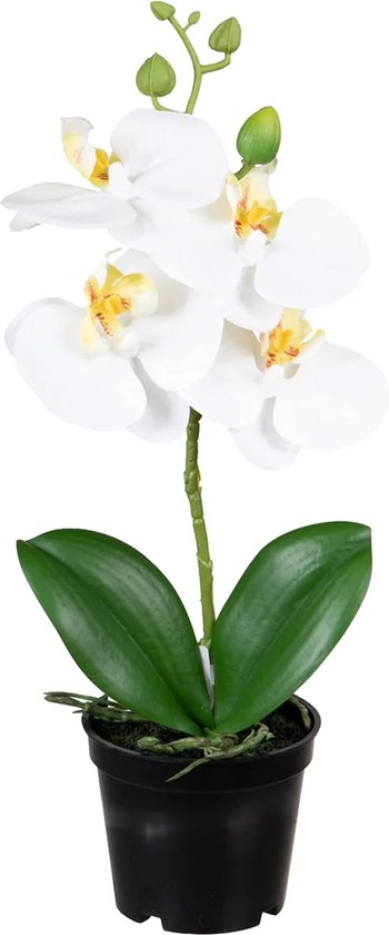 Louis Maes Plante artificielle fleur d'orchidée sur bouchon - fleurs/fleurs - blanc/vert - H33 cm - Chambre/bureau/salle de bain