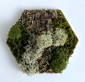 Wanddecoratie - mos - tegel - hexagon - zacht gemêleerd - 18 x 21 cm