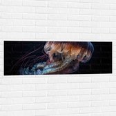 Muursticker - Kwal - Oceaan - Zee - Onderwaterleven - 120x40 cm Foto op Muursticker