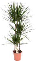 Groene plant – Drakenboom (Dracaena Marginata) – Hoogte: 120 cm – van Botanicly