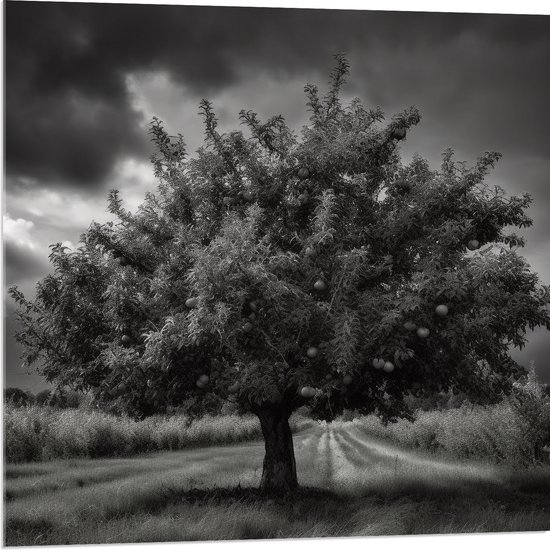 Acrylglas - Landschap - Boom - Gras - Wolken - Zwart - Wit - 80x80 cm Foto op Acrylglas (Met Ophangsysteem)
