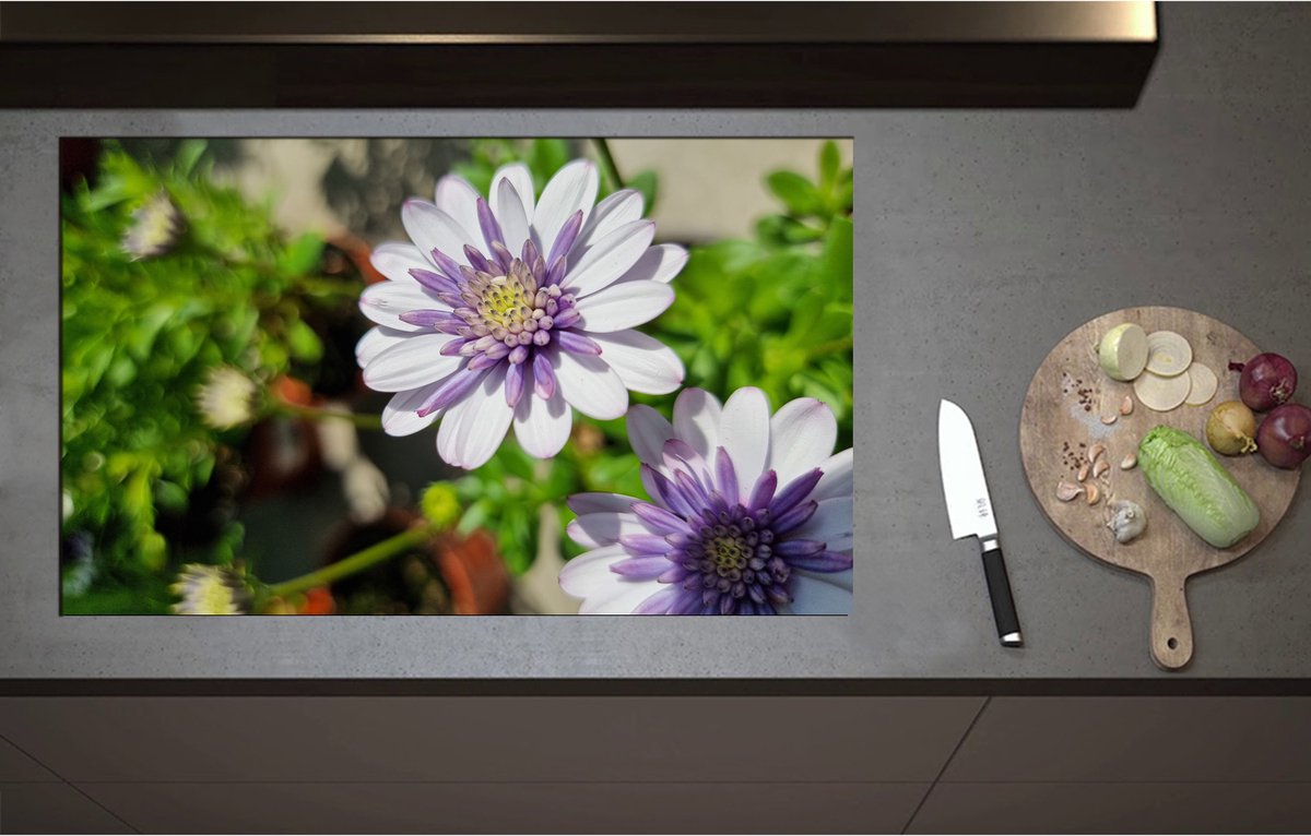 Inductieplaat Beschermer - African Daisy Bloemen Wit met Paars in Bloemenpot - 90x55 cm - 2 mm Dik - Inductie Beschermer - Bescherming Inductiekookplaat - Kookplaat Beschermer van Zwart Vinyl