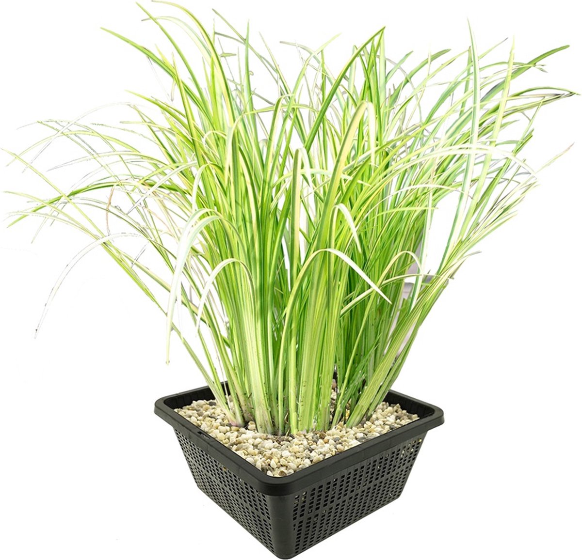 vdvelde.com - Bonte kalmoes vijverplantenset (Acorus Calamus Variegatus) - Sierlijke oeverplant - Winterhard - Biologisch gekweekt - 4 planten met vijvermand, klei, substraat & voeding