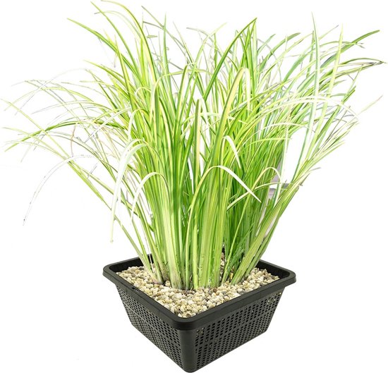 vdvelde.com - Bonte Kalmoes - 4 stuks - 1 Vijvermand - Acorus Calamus Variegatus - Waterplant - Volgroeide hoogte: 80 cm - Plaatsing: -1 tot -20 cm