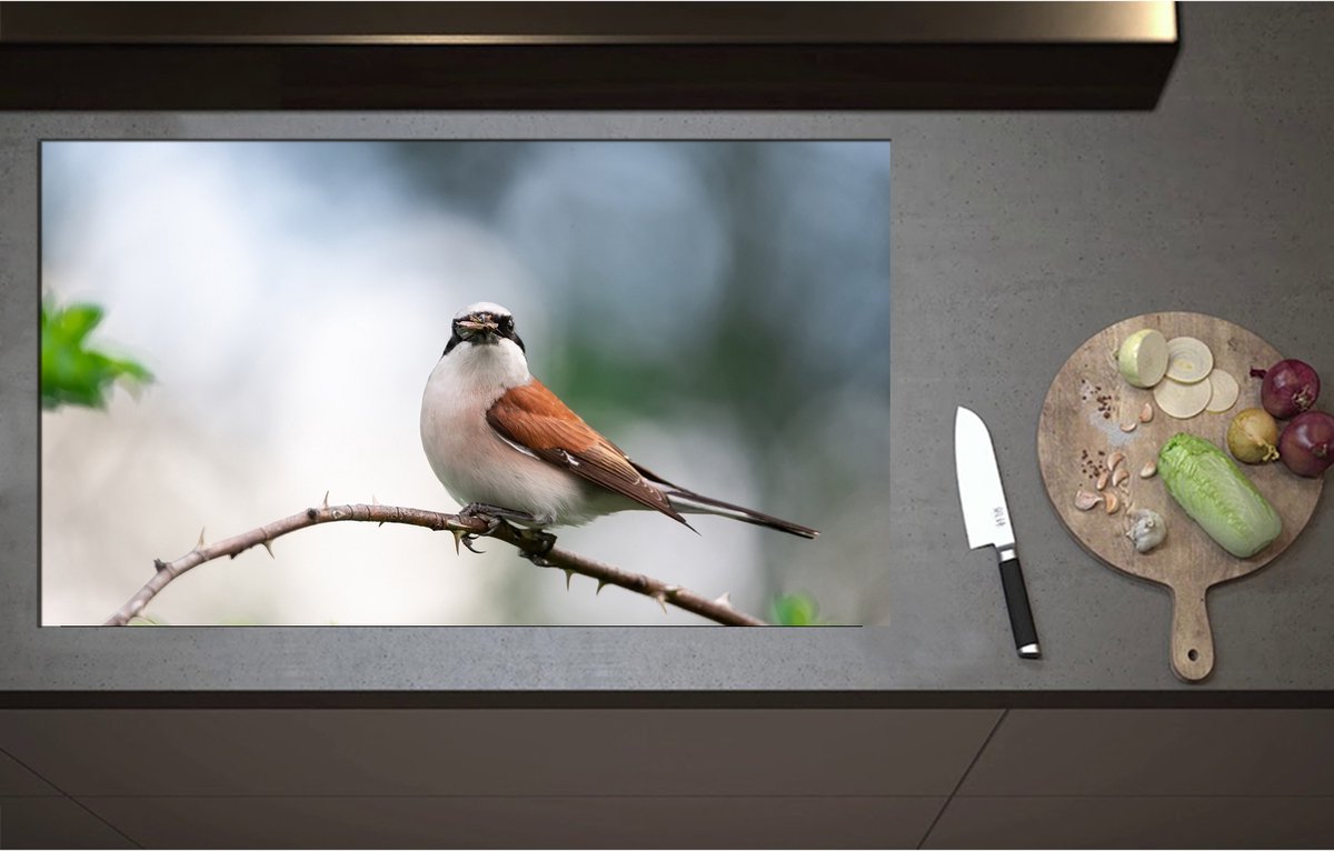 Inductieplaat Beschermer - Aankijkende Grauwe Klauwier Vogel op Tak - 95x55 cm - 2 mm Dik - Inductie Beschermer - Bescherming Inductiekookplaat - Kookplaat Beschermer van Zwart Vinyl