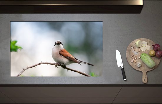 Foto: Inductieplaat beschermer aankijkende grauwe klauwier vogel op tak 85x51 cm 2 mm dik inductie beschermer bescherming inductiekookplaat kookplaat beschermer van wit vinyl