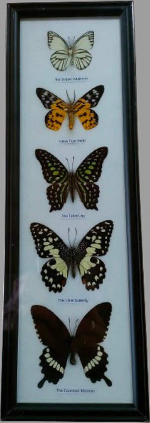 vlinder-vlinders in frame-insecten-insect-vlinders in lijst lijst