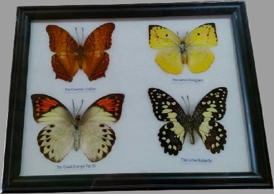 Vlinder vlinders opgezette vlinders insect fotolijst insecten
