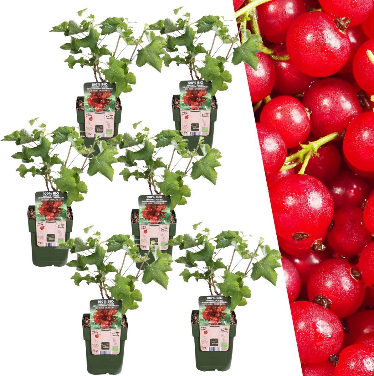 Plants by Frank 6 Kruisbessenplanten 100% Biologische Fruitplanten Kruisbessen Tuinplanten Winterharde Planten voor de Tuin