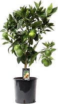 Fruitboom – Sinaasappelboom (Citrus Arcobal Orange) – Hoogte: 80 cm – van Botanicly
