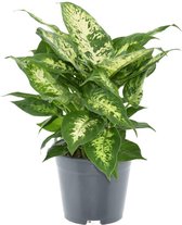 Groene plant – Dieffenbachia Compacta (Dieffenbachia Compacta) – Hoogte: 35 cm – van Botanicly