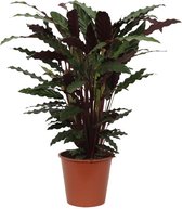 Calathea – Marantaceae (Calathea Wavestar) – Hoogte: 80 cm – van Botanicly