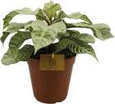 Groene plant – Aphelandra White Wash (Aphelandra White Wash) – Hoogte: 50 cm – van Botanicly